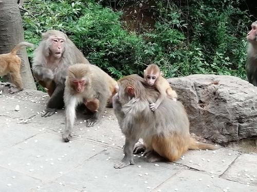 贵阳黔灵山公园一月份还有猴子吗2023？猴子怎么打2023