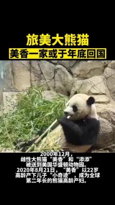 大熊猫美香按合同啥时候可以回国？奇迹2023怎么下载
