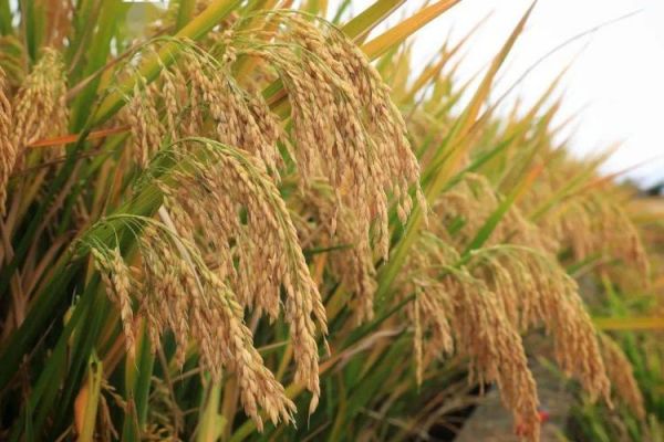 2023年中稻什么时候播种？2023年怎么种稻