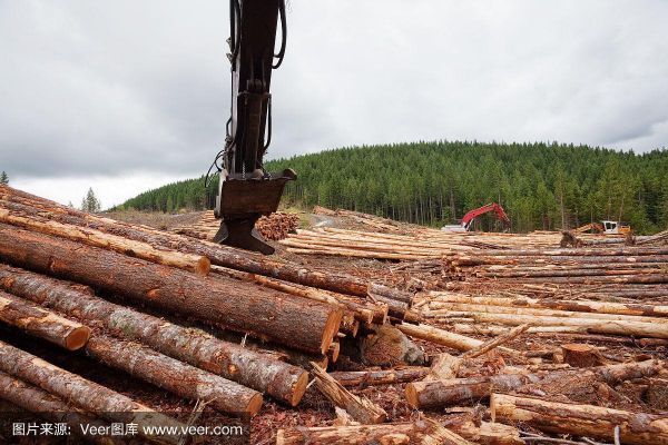 2023年伐木证办理流程？森林怎么刷木头2023