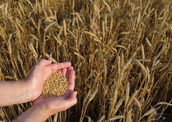 2023年几月份种小麦好？2023年怎么选麦种