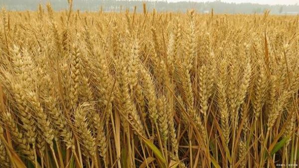 2023小麦生长情况？2023小麦会怎么样
